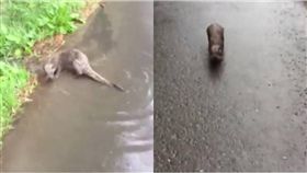 水獺,林業工人,追殺,英國　圖／翻攝自臉書