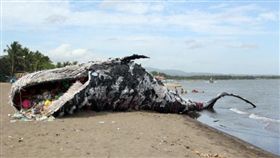 菲律賓，塑膠鯨魚屍骸（圖／翻攝自《環球網》）