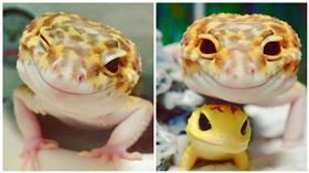 壁虎界「布萊德彼特」　眨眼放電超帥
圖/翻攝自589_tomo IG
