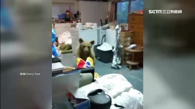 熊闖民宅吃狗糧　女主人噴清潔劑驅趕