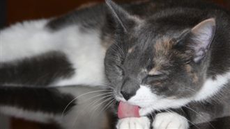 讀懂貓咪肢體語言　這動作把你當朋友