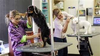 狗狗抗拒美容？專家：5方向判斷原因