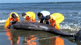 台南市北門區王爺港汕海灘21日出現1隻擱淺死亡的鯨豚，經學者檢視確認為「偽虎鯨」，並由海巡署人員協助搬運，死因則要進一步解剖後確認。／中央社／台南市生態保育學會提供