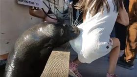 加拿大海獅躍起將小女孩拖下水／YouTube