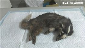 驚！再傳狂犬病鼬獾闖公司咬傷民眾手指