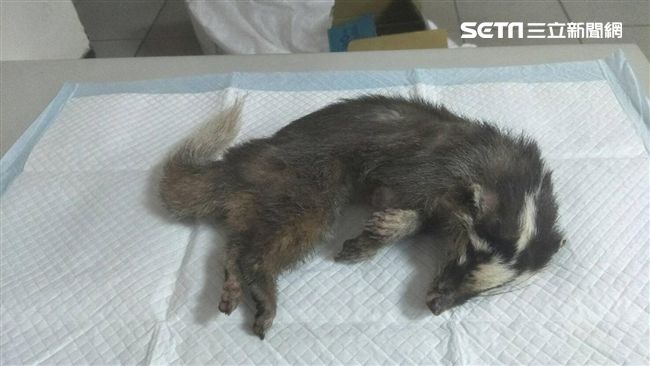 驚！狂犬病鼬獾闖公司咬傷民眾手指