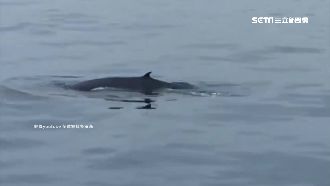 世界最神秘「角島鯨」　花蓮外海現蹤