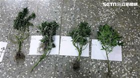 張男上網自學種植大麻技巧，再利用比特幣向國外網友購買種子，歷經三個月努力種出大麻，卻遭警方盯上後逮獲（翻攝畫面）