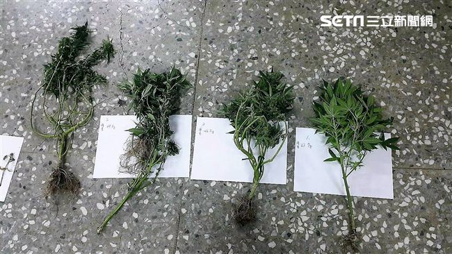 泰勞宿舍種大麻　被逮竟辯：想念家鄉