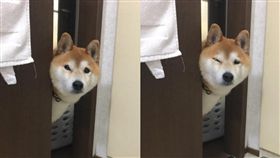 柴犬對主人拋媚眼。（合成圖／翻攝自Twitter帳號：Tetsu_shiba）
