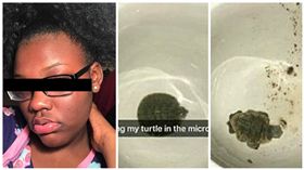 微波烏龜（圖／翻攝自臉書）