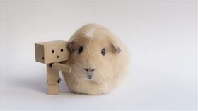 (名家)天竺鼠_卡卡洛普