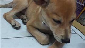 米克斯,狗,萌,寵物,毛孩,愛上毛們
(網友黃可媮提供)