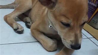 汪星人咬碎尿布墊　被馬麻罵到度估