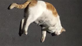 貓,萌,寵物,毛孩,愛上毛們
(圖片來源:臉書社團@貓咪也瘋狂俱樂部 CrazyCat club)