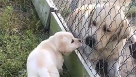 拉拉,寵物,母子,萌,毛孩,愛上毛們
(圖片來源:ig@bbflabradors)