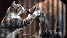 貓,山貓,收養,Nika,母愛,俄羅斯（翻攝honest to paws