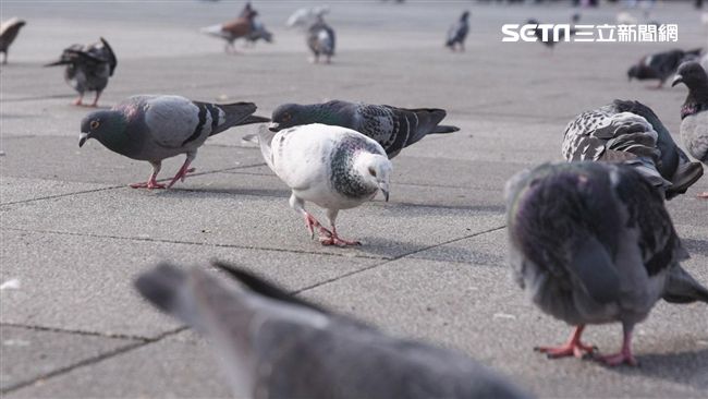 這國抓到中文標籤鴿子　懷疑是陸間諜