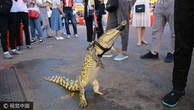 ▲小吃攤遛鱷魚。（圖／翻攝自《視覺中國》）
http://news.china.com/socialgd/10000169/20170522/30552275.html