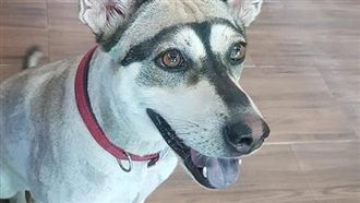 女大生向愛犬索吻　犬抓狂撕爛飼主唇