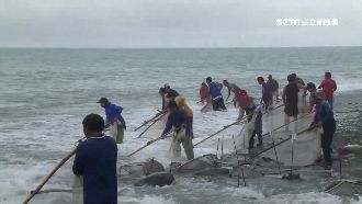 漁民拚家計賺萬元　搏命捕撈禿頭鯊