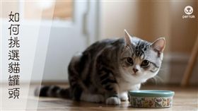 圖/翻攝自PetTalk官網