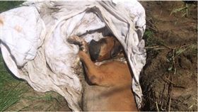 ▲狗狗遭活埋。（圖／翻攝自SPCA Montérégie）
