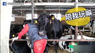 最牛的朋友！牛牛重擊撒嬌磨蹭