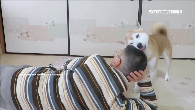 見把拔剛剃完頭　萌犬忘情激吻頭皮