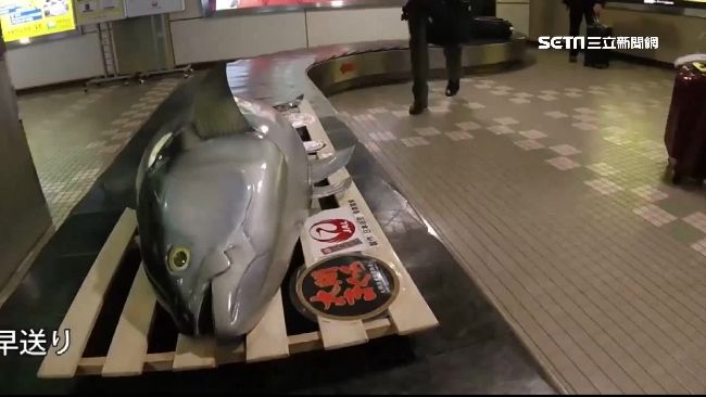 日本機場行李轉盤　出現巨大黑鮪魚！