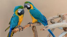 鳥,禽流感,鸚鵡。（圖非新聞當事人／攝影者benji2505,flickr CC License／網址http://bit.ly/2qmWbpZ）