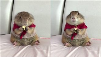 露肥肚狂吃起司　土撥鼠進食秀超療癒