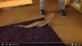 草原巨蜥Varanus exanthematicu （圖／翻攝自LL COOLREPS YouTube）