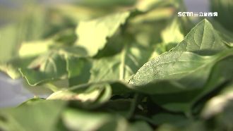 菜名會騙人？台灣「打拋豬」常少這味