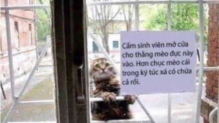 牠將10隻貓搞告懷孕　遭貼公告進入