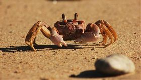 螃蟹（圖／攝影者Gavirus., Flickr CC License）https://goo.gl/GbTQPL