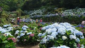 竹子湖繡球花（圖／翻攝自北投農會）