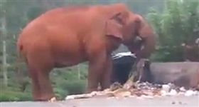 印度遭遇百年一遇旱灾 大象路垃圾為生▲圖／翻攝自YouTube