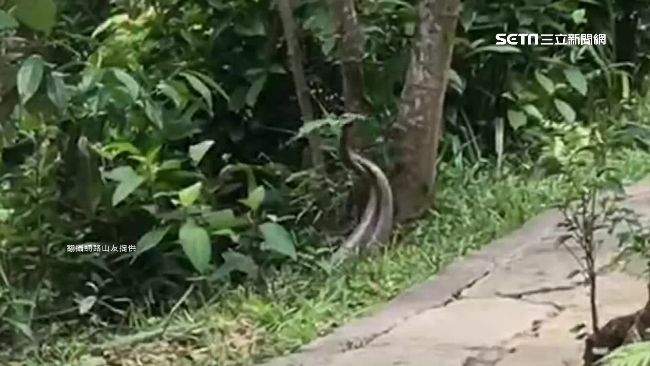 雙蛇共舞跳恰恰？專家提醒勿靠近