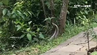 雙蛇共舞跳恰恰？專家提醒勿靠近