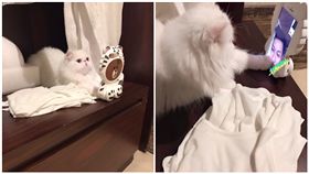 李晨和愛貓視訊　范冰冰：父女情深！
圖/翻攝自范冰冰微博