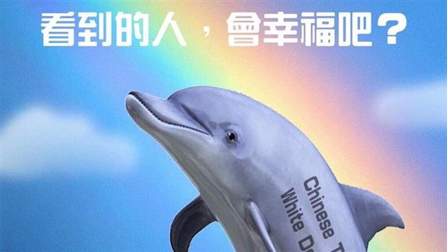 網瘋「彩虹白豚照」　諷吳敦義同婚說