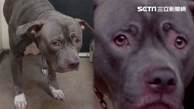 3周大女嬰被獨留家中　疑遭家犬咬死