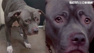 毛小孩遭主人遺棄　表情惶恐令人鼻酸