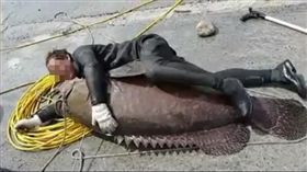 龍膽石斑_圖／翻攝自爆怨公社