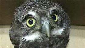 四川有小學生在上學路上撿到貓頭鷹。（圖／翻攝自平安巴州微博）