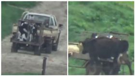 小牛強行被帶走　乳牛媽媽狂追不捨
圖／翻攝自臉書