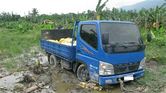 香蕉被偷7次！蕉農打死賊：實在很衰