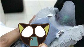 毒品,鴿子,飛鴿傳書,運輸,搖頭丸,藥丸,背包　圖／翻攝自Sun https://goo.gl/bXwzgP