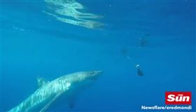 籠子裡的美味食物！遊客觀光險遭鯊吞（圖／翻攝自《Ths Sun》）